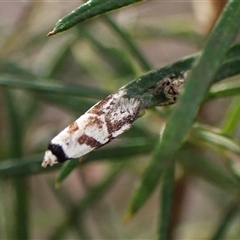 Oxythecta lygrosema at Aranda, ACT - 24 Sep 2024