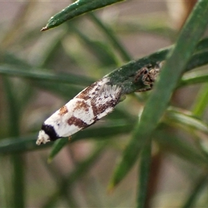 Oxythecta lygrosema at Aranda, ACT - 24 Sep 2024 03:09 PM