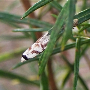 Oxythecta lygrosema at Aranda, ACT - 24 Sep 2024