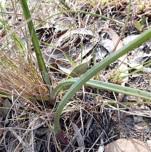 Calochilus platychilus at Cook, ACT - suppressed