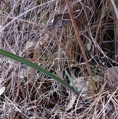 Calochilus platychilus at Cook, ACT - 22 Sep 2024