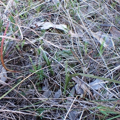 Thelymitra nuda (Scented Sun Orchid) at Cook, ACT - 22 Sep 2024 by CathB