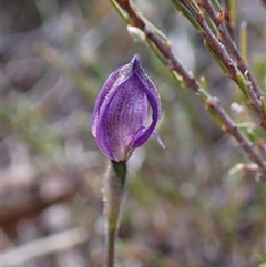 Glossodia major (Wax Lip Orchid) at Cook, ACT - 22 Sep 2024 by CathB