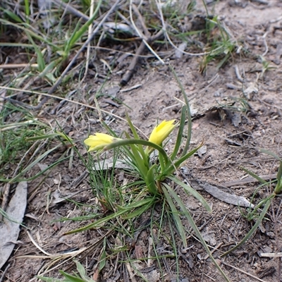 Diuris chryseopsis (Golden Moth) at Cook, ACT - 22 Sep 2024 by CathB