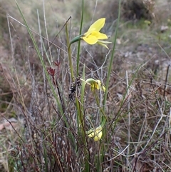 Diuris chryseopsis at Cook, ACT - suppressed