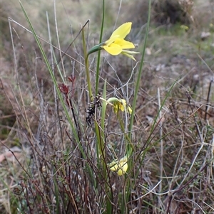 Diuris chryseopsis at Cook, ACT - 22 Sep 2024