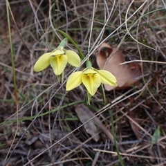 Diuris chryseopsis at Cook, ACT - suppressed