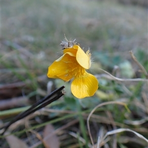 Ranunculus lappaceus at Cook, ACT - 22 Sep 2024 03:57 PM