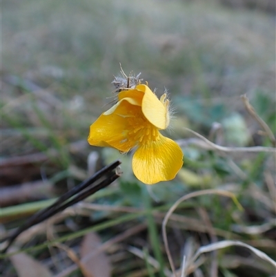 Ranunculus lappaceus (Australian Buttercup) at Cook, ACT - 22 Sep 2024 by CathB