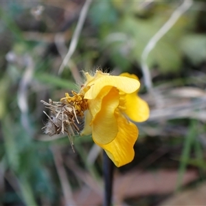 Ranunculus lappaceus at Cook, ACT - 22 Sep 2024