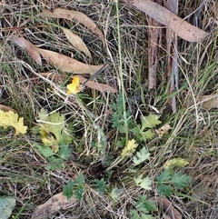 Ranunculus lappaceus at Cook, ACT - 22 Sep 2024