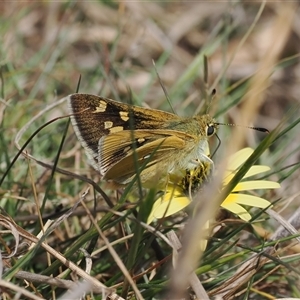 Trapezites luteus at Kenny, ACT - 24 Sep 2024