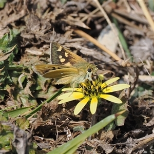 Trapezites luteus at Kenny, ACT - 24 Sep 2024