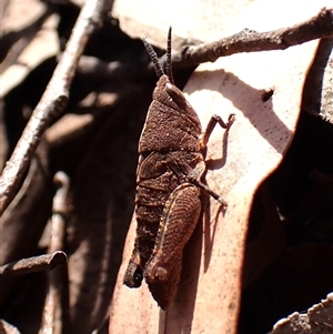 Goniaea opomaloides at Aranda, ACT - 24 Sep 2024