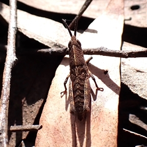 Goniaea opomaloides at Aranda, ACT - 24 Sep 2024 02:32 PM