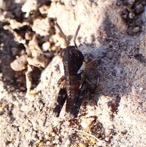 Cryptobothrus chrysophorus at Cook, ACT - 24 Sep 2024