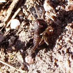 Cryptobothrus chrysophorus at Cook, ACT - 24 Sep 2024