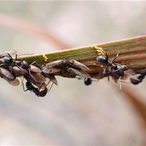 Acizzia sp. (genus) at Cook, ACT - 22 Sep 2024