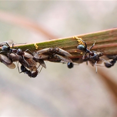 Acizzia sp. (genus) (Unidentified wattle psyllid) at Cook, ACT - 22 Sep 2024 by CathB