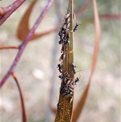 Acizzia sp. (genus) at Cook, ACT - 22 Sep 2024