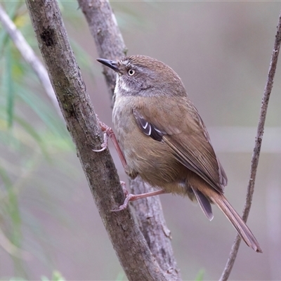 Sericornis frontalis (White-browed Scrubwren) at Hackett, ACT - 25 Sep 2024 by jb2602