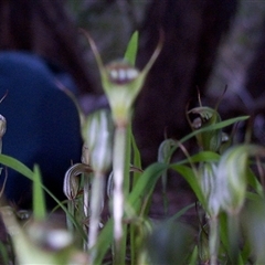 Pterostylis concinna (Trim Greenhood) at Beaumaris, VIC - 14 Sep 1997 by JasonPStewartNMsnc2016