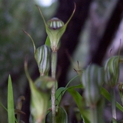 Pterostylis concinna at Beaumaris, VIC - 14 Sep 1997