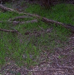 Pterostylis concinna at Beaumaris, VIC - suppressed