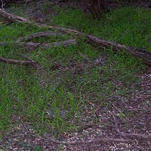 Pterostylis concinna at Beaumaris, VIC - 14 Sep 1997