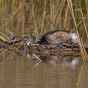 Tachybaptus novaehollandiae at Forde, ACT - 24 Sep 2024