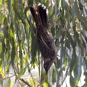 Anthochaera carunculata at Hackett, ACT - 25 Sep 2024