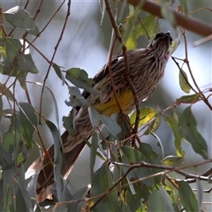 Anthochaera carunculata at Hackett, ACT - 25 Sep 2024