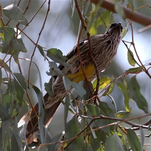 Anthochaera carunculata at Hackett, ACT - 25 Sep 2024