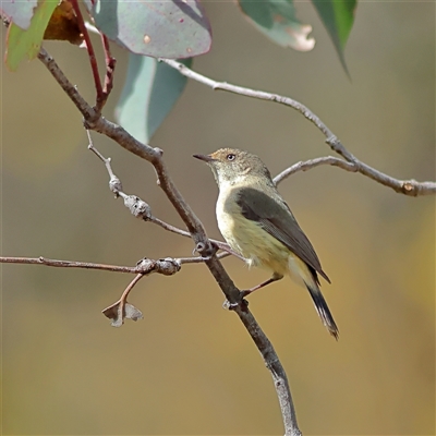 Acanthiza reguloides (Buff-rumped Thornbill) at Forde, ACT - 24 Sep 2024 by MichaelWenke