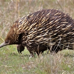 Tachyglossus aculeatus (Short-beaked Echidna) at Bonner, ACT - 24 Sep 2024 by MichaelWenke