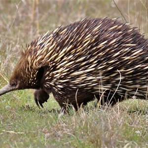 Tachyglossus aculeatus at Bonner, ACT - 24 Sep 2024 12:36 PM