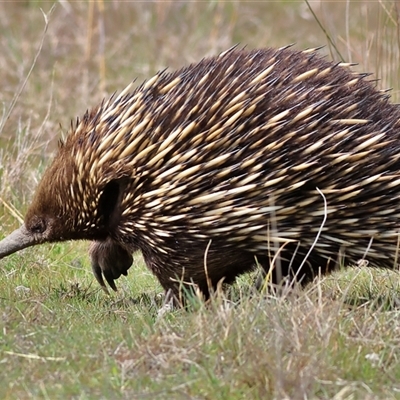 Tachyglossus aculeatus (Short-beaked Echidna) at Bonner, ACT - 24 Sep 2024 by MichaelWenke