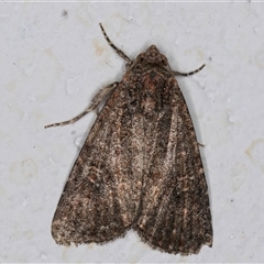 Hypoperigea tonsa (A Noctuid moth (Acronictinae) at Melba, ACT - 24 Sep 2024 by kasiaaus