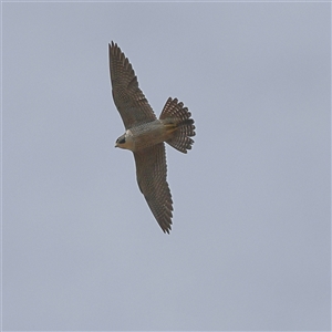 Falco peregrinus at Forde, ACT - 24 Sep 2024 11:19 AM