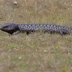 Tiliqua rugosa (Shingleback Lizard) at Throsby, ACT - 24 Sep 2024 by MichaelWenke