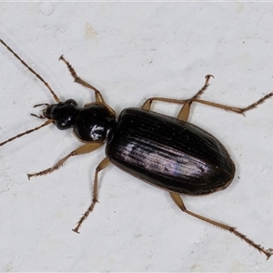 Notagonum submetallicum at Melba, ACT - 24 Sep 2024 09:36 PM