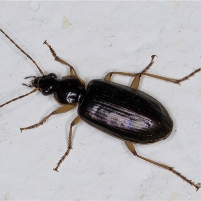 Notagonum submetallicum (Predatory ground beetle) at Melba, ACT - 24 Sep 2024 by kasiaaus