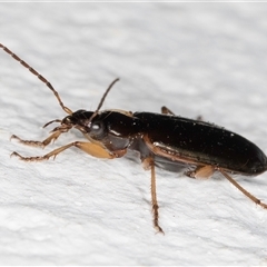 Notagonum submetallicum at Melba, ACT - 24 Sep 2024