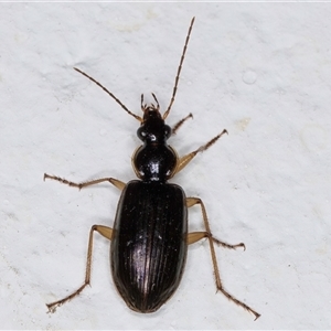 Notagonum submetallicum at Melba, ACT - 24 Sep 2024