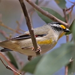 Pardalotus striatus (Striated Pardalote) at Forde, ACT - 24 Sep 2024 by MichaelWenke