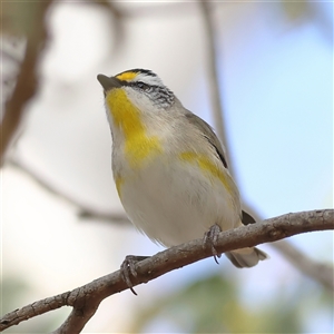 Pardalotus striatus at Forde, ACT - 24 Sep 2024