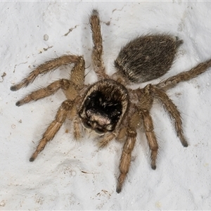 Maratus griseus at Melba, ACT - 24 Sep 2024