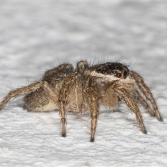 Maratus griseus at Melba, ACT - 24 Sep 2024 09:38 PM