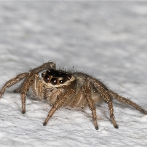 Maratus griseus at Melba, ACT - 24 Sep 2024