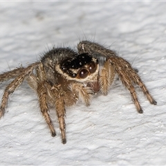 Maratus griseus at Melba, ACT - 24 Sep 2024